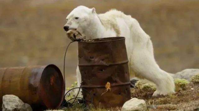 北極熊在垃圾桶尋食生存空間堪憂